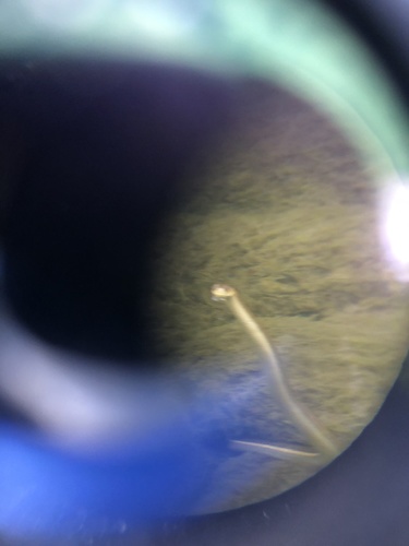 iNaturalist observation photo of Aquatic Garter Snake