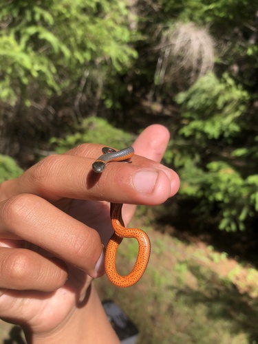 iNaturalist observation photo of Ring-necked Snake