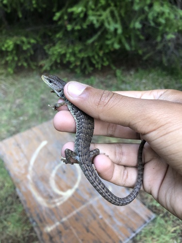 iNaturalist observation photo of Northern Alligator Lizard