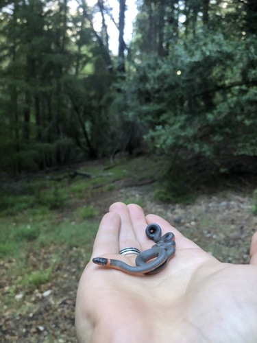 iNaturalist observation photo of Ring-necked Snake