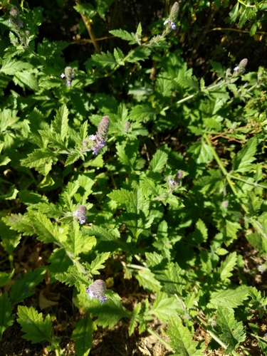 iNaturalist observation photo of vervains