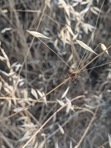 iNaturalist observation photo of Ground Crab Spiders