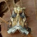 Velvet Armyworm Moth - Photo (c) Juan Carlos Garcia Morales, all rights reserved, uploaded by Juan Carlos Garcia Morales
