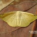 Cratoptera - Photo 由 Juan Carlos Garcia Morales 所上傳的 (c) Juan Carlos Garcia Morales，保留所有權利