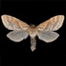 Lupine Ghost Moth - Photo (c) Gary McDonald, all rights reserved, uploaded by Gary McDonald