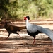 Silver Pheasant - Photo (c) D Diller, all rights reserved, uploaded by D Diller