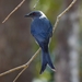 Ashy Drongo - Photo (c) D Diller, all rights reserved, uploaded by D Diller