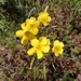 Oxalis xantha - Photo (c) Andrea Weiss, all rights reserved, uploaded by Andrea Weiss