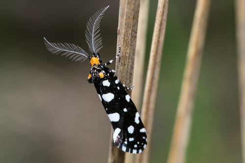 Euplocamus anthracinalis