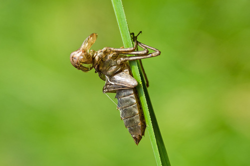 Leucorrhinia pectoralis