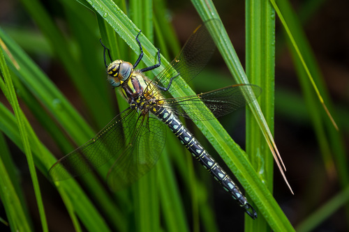 Brachytron pratense