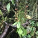 Habracanthus hispidulus - Photo (c) Tatiana Arias, todos los derechos reservados, subido por Tatiana Arias