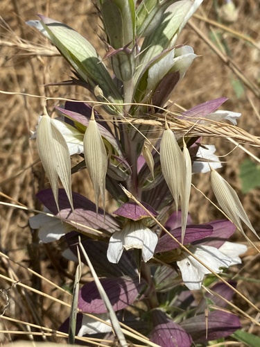 Acanthe épineuse