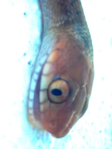 Brown Tree Snake sighting