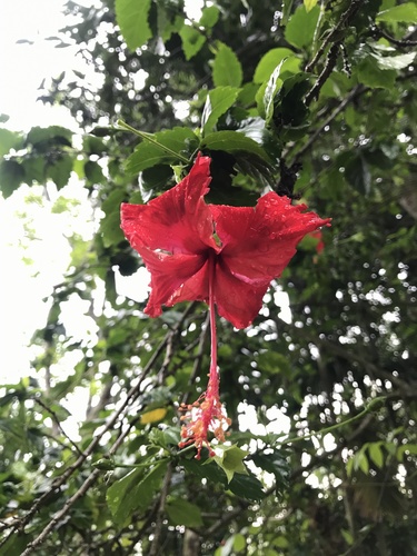 Red Hibiscus