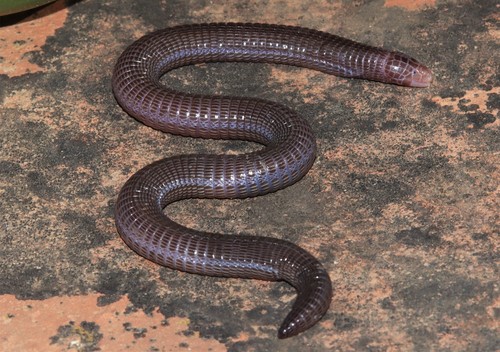 Central Iberian Worm Lizard