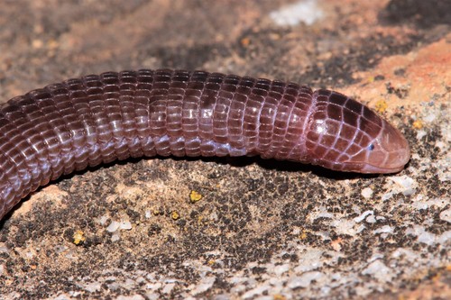 Central Iberian Worm Lizard