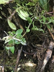 Epidendrum stanhopeanum image