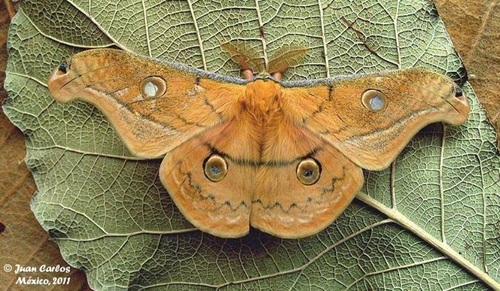 Copaxa lavendera