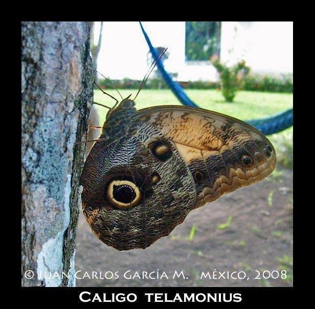 Caligo telamonius - Wikipedia