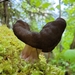 Gyromitra sphaerospora - Photo (c) Debs, all rights reserved, uploaded by Debs
