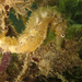 Observation photo