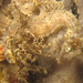 Observation photo