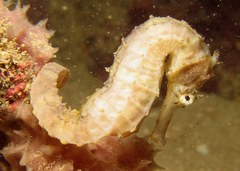 Hippocampus comes