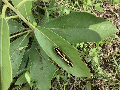 Common Mime Swallowtail