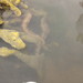 Observation photo