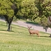 photo of Mule Deer (Odocoileus hemionus)