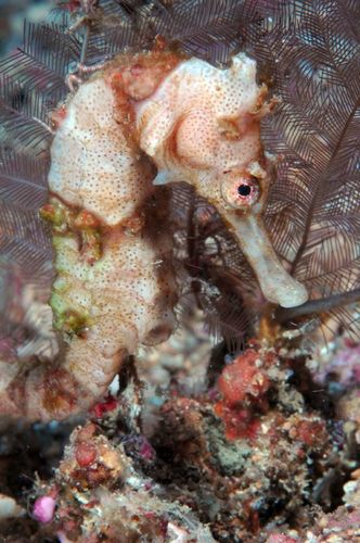 Winged Seahorse - Photo (c) Jeffrey Low, all rights reserved