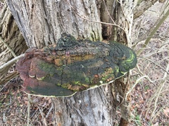 Phellinus robiniae image
