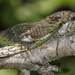 Northern Dog-day Cicada - Photo (c) deannadodgson, all rights reserved, uploaded by deannadodgson