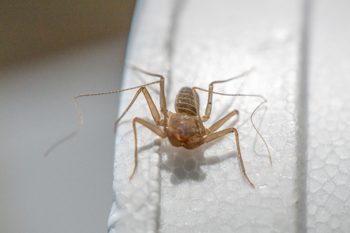 Charinus acosta · iNaturalist