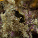 Observation photo