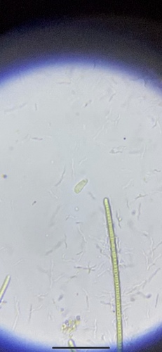 photo of Euglenoids (Euglenozoa)