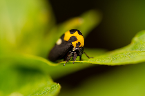 Mexican Treehopper