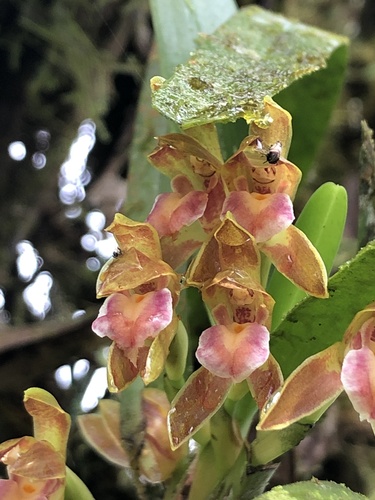 Camaridium carinatum