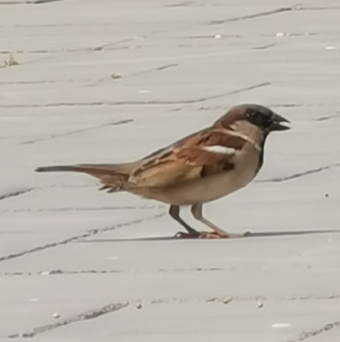 House Sparrow