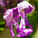 Military Orchid - Photo (c) Anne, all rights reserved