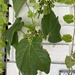 photo of Summer Grape (Vitis aestivalis)