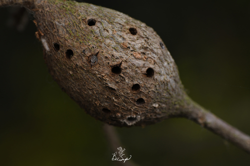 photo of Gouty Stem Gall Wasp (Callirhytis quercussuttoni)
