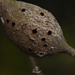 photo of Gouty Stem Gall Wasp (Callirhytis quercussuttoni)