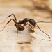 Pitch-black Collared Ant - Photo (c) Clarence Holmes, all rights reserved, uploaded by Clarence Holmes