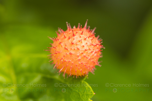 Spiny Leaf Gall Wasp