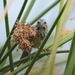 photo of Song Sparrow (Melospiza melodia)