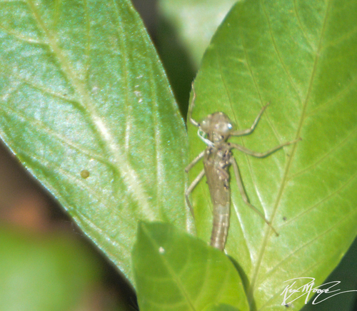 photo of Dragonflies And Damselflies (Odonata)