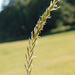 Elymus repens - Photo (c) Tig, כל הזכויות שמורות, uploaded by Tig