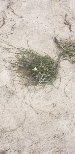 photo of Torrey's Surfgrass (Phyllospadix torreyi)